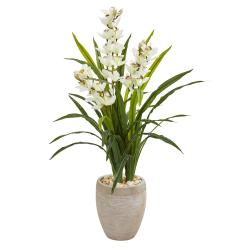 4ft. Boat Orchid in Sandstone Planter