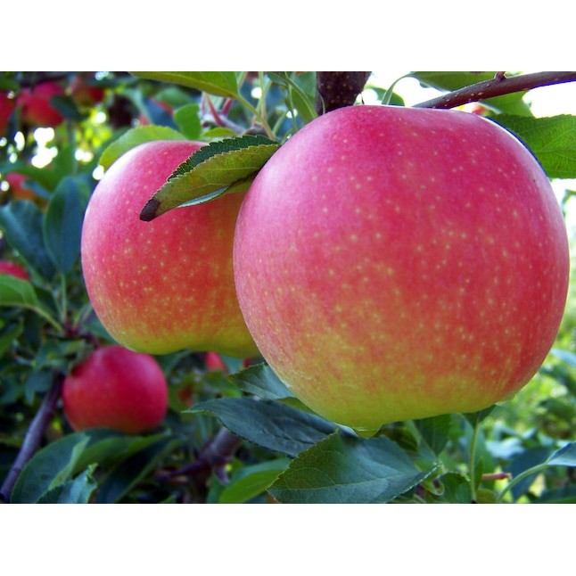 Online Orchards Honeycrisp Apple Tree in 3ft Bare Root FTAP001 Best