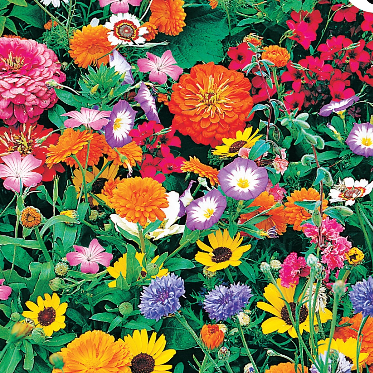 Imagen de producto 3