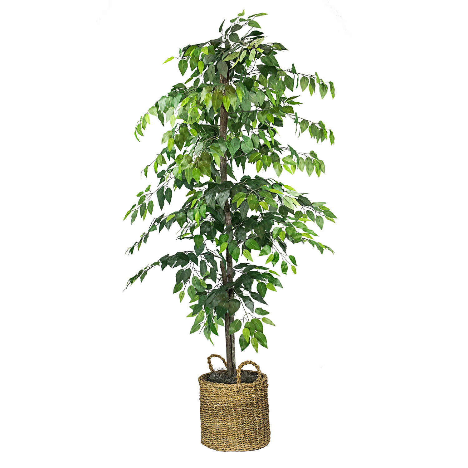 Faux 6' Ficus Tree in Roped Style Handwoven Basket Die besten Deals und