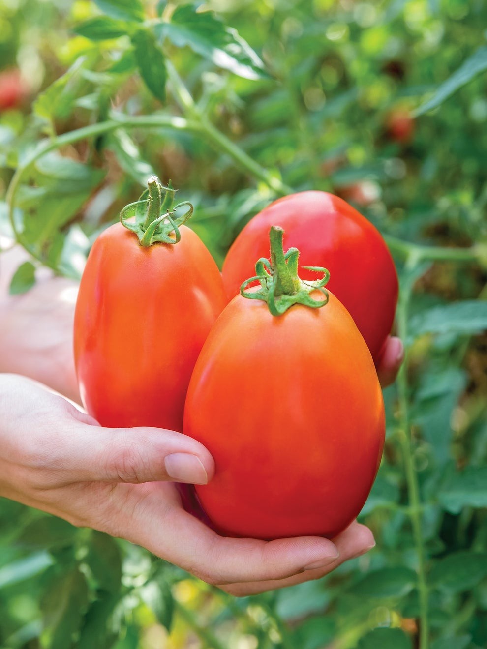 Mejores ofertas e historial de precios de Tomato, Gladiator Hybrid