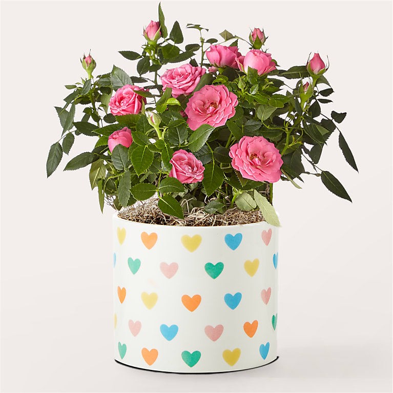 Imagen de producto 1