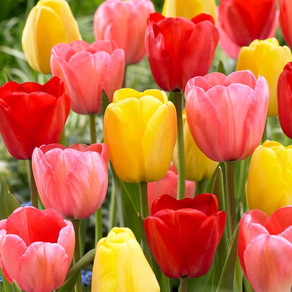 12/+ cm Darwin Hybrid Mixed Tulip Flower Bulbs (Bag of 250) Best Deals