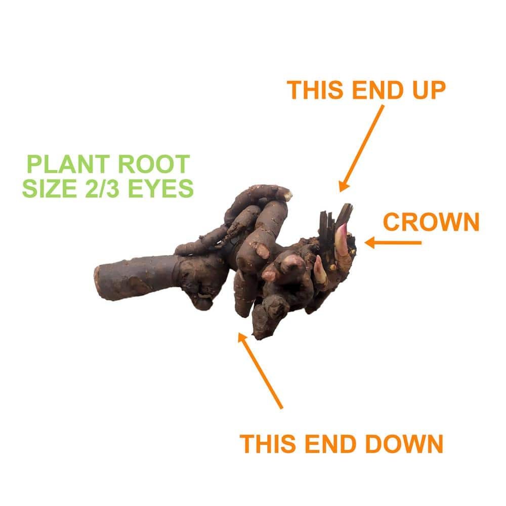 Imagen de producto 4