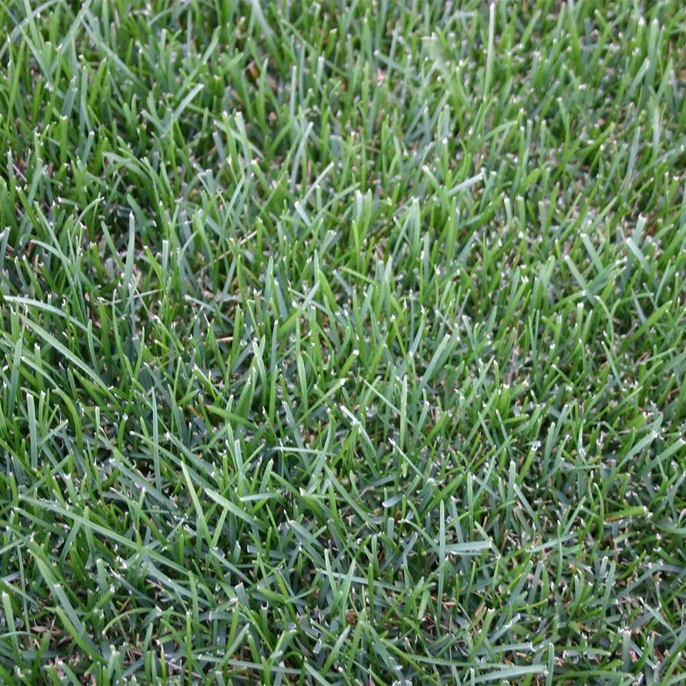 500 sq. ft. Bluegrass Sod (1Pallet) Best Deals and Price History at