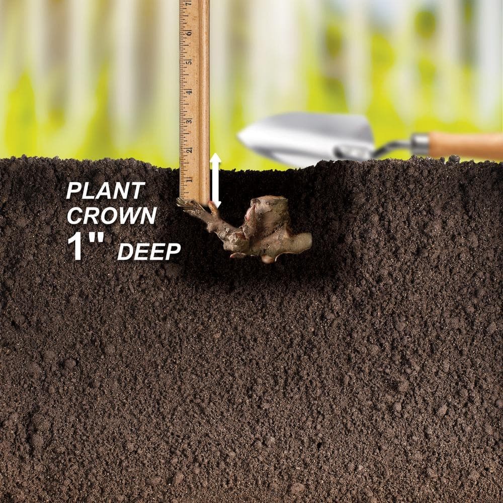 Imagen de producto 5